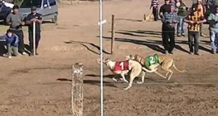 Suspendieron las carreras de galgos