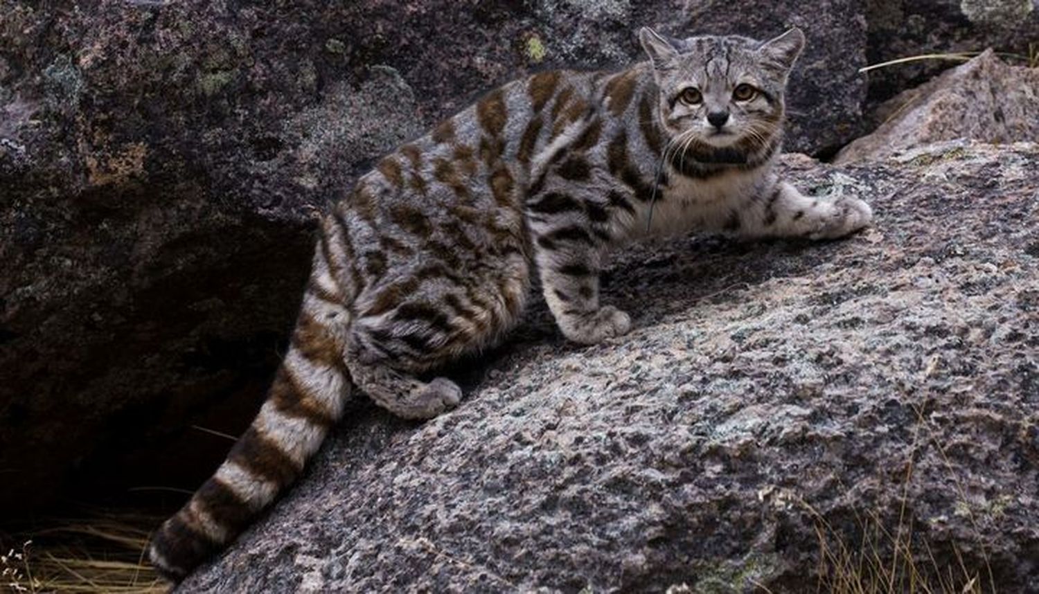 Gato Andino: la especie en peligro de extinción que fue declarada Monumento Natural de Jujuy