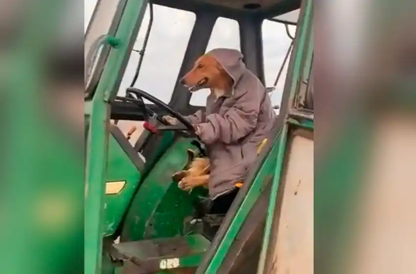 Video: el perro que maneja un tractor en medio del campo