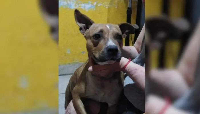 Mascotas: buscan a Cleo