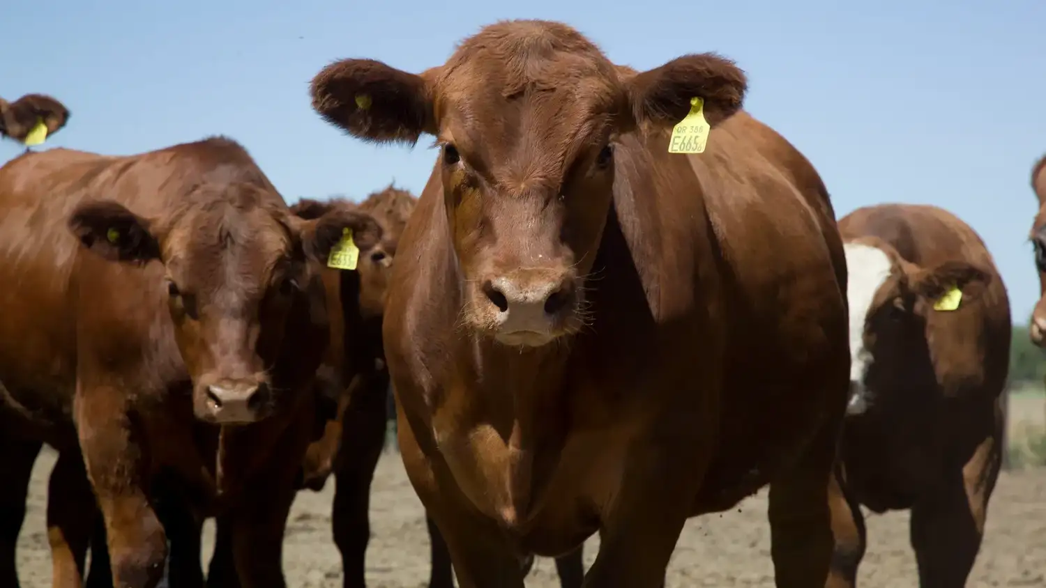 La faena bovina está en niveles bajos