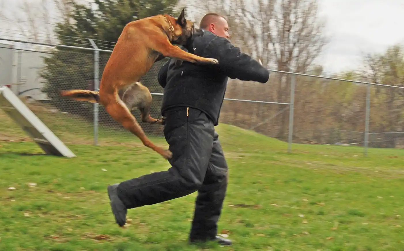 Una jauría de perros atacó a un militar retirado mientras jugaba golf