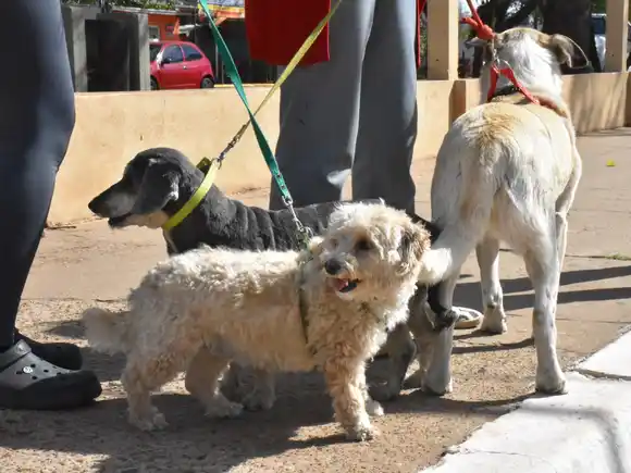 Programa de esterilizaciones barriales gratuitas