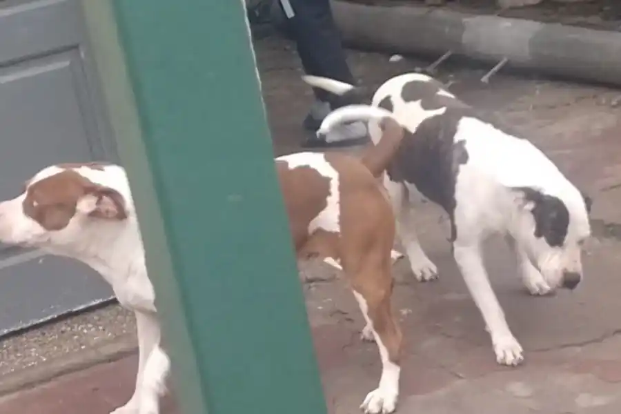 Graves heridas: una niña de un año y medio y su abuela fueron atacadas por dos pitbull en Santa Fe