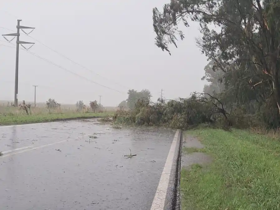 Una gran rama cayó sobre la Ruta 88 y complicó el tránsito en plena tormenta