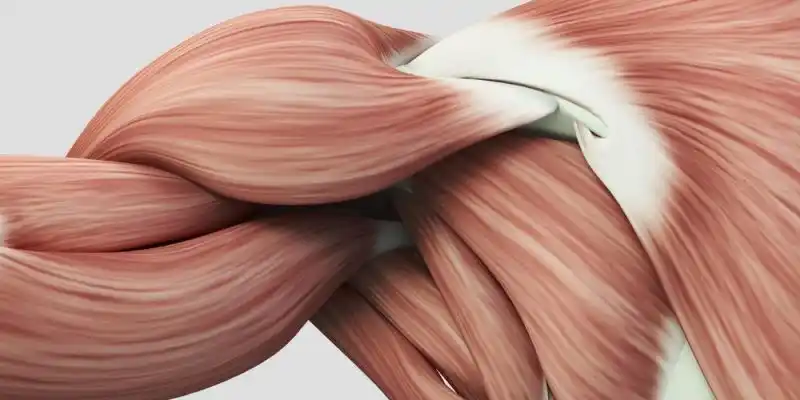 musculos - 2