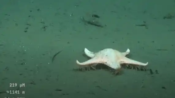 Hallazgo del Schmidt Ocean: una estrella de mar “caminando” en Uruguay