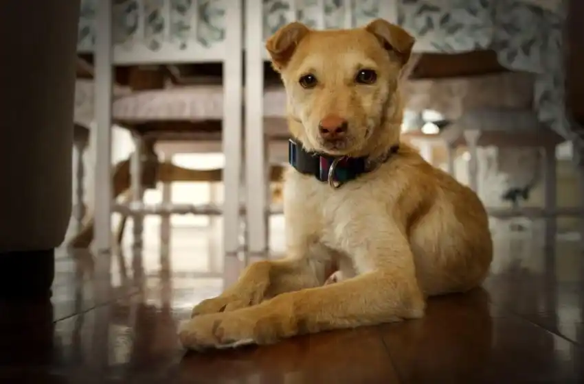 Nuevo cronograma del quirófano móvil para animales