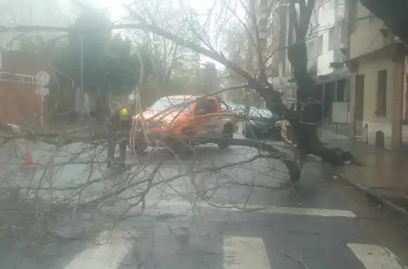 El viento ya arrasó con un árbol, cinco postes y tres cercas
