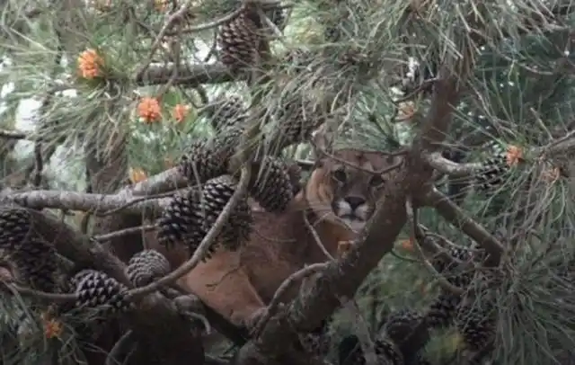 Pinamar: atraparon a un puma suelto tras 5 horas de operativo
