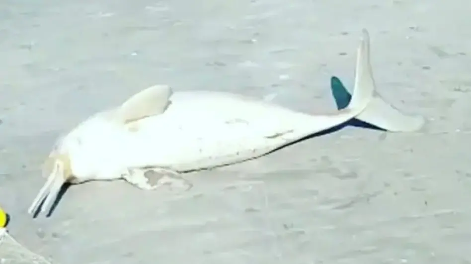 Un hombre se llevó un delfín franciscana de una playa: "Es un hecho repudiable"