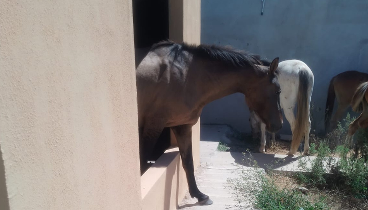 Los caballos salen hasta de las casas