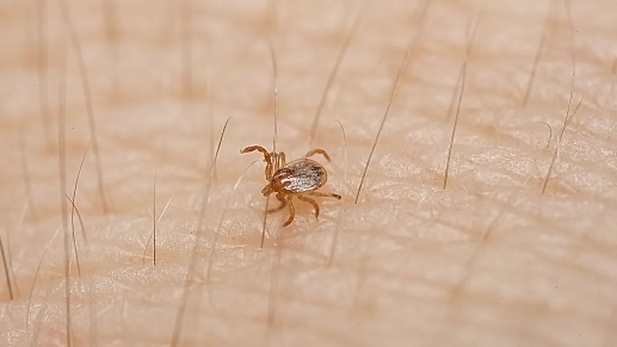 La garrapata Amblyomma sculptum.