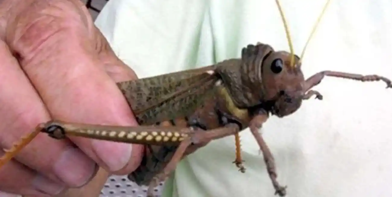 La tucura sapo representa una seria amenaza para la producción agropecuaria.