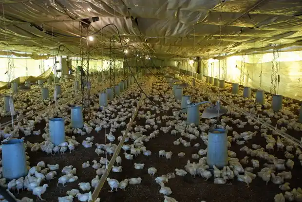 Volvieron a robar pollos en Soychú, pero la Policía recuperó 50