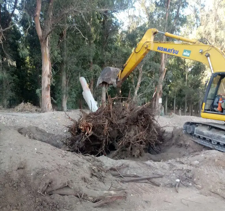 Extrajeron el árbol de avenida 10 y 117