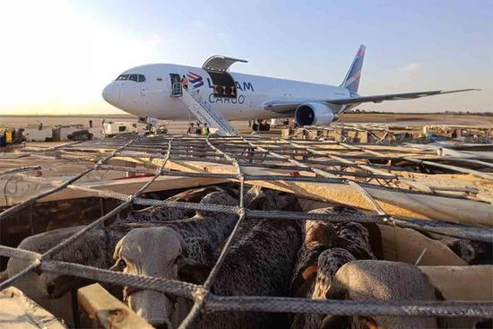 110 vacas y un Boeing 767: una particular operación entre Brasil y Ecuador