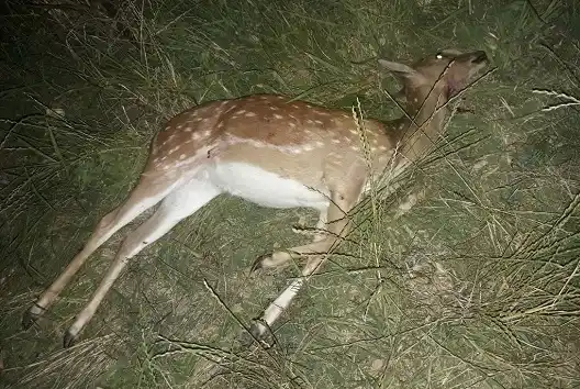 Dos cazadores furtivos, con las manos en la masa en Aldea San Juan