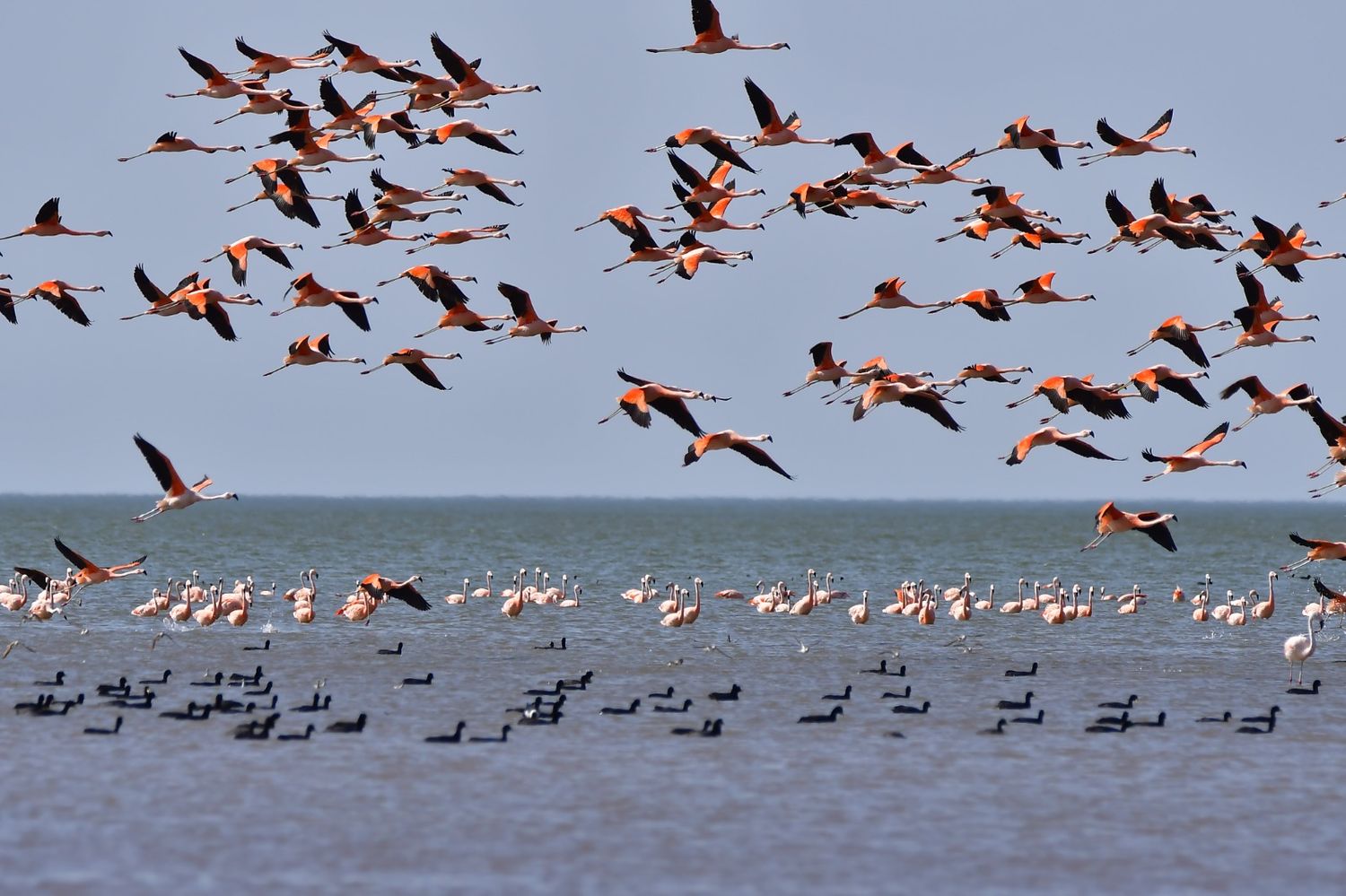 Expertos sobrevolaron Mar Chiquita para censar flamencos