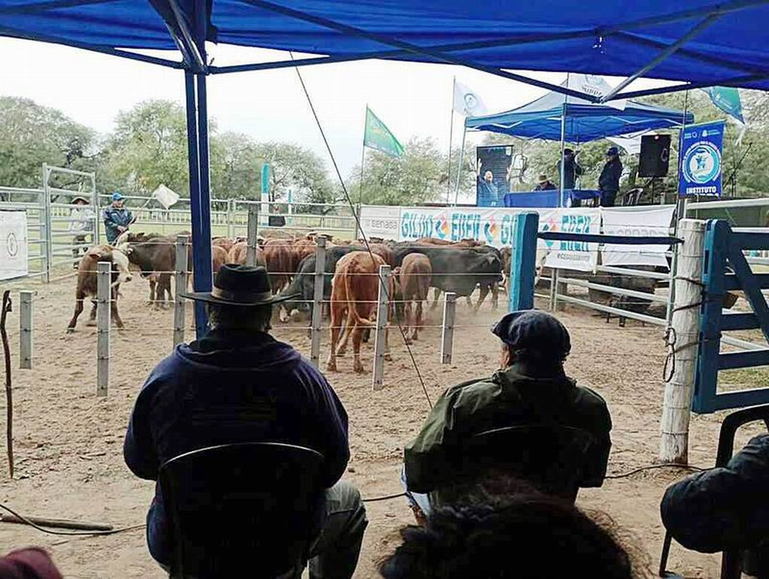 Se realizó la primera edición de la Feria 
ganadera paippera en Comandante Fontana