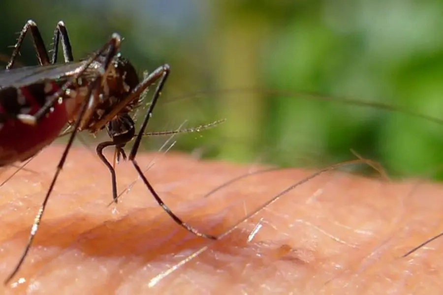 La Argentina alcanzó los 180 mil casos de dengue