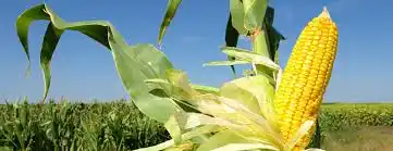 Maíz de segunda: cayó 30% la producción del centro norte santafesino