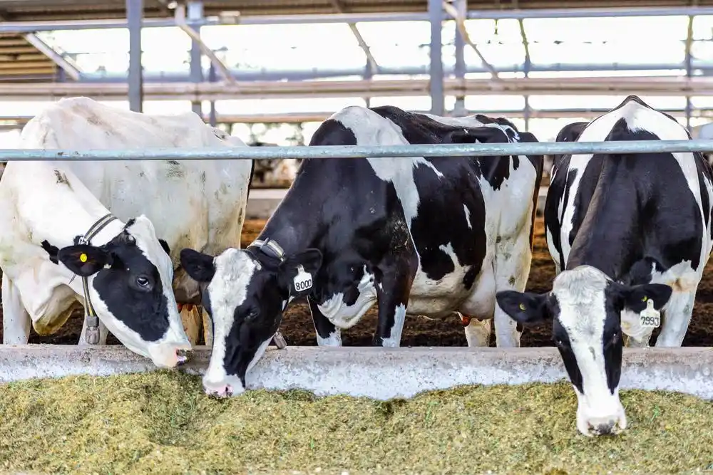 Cómo innovar en la producción láctea: un evento para discutir el futuro del sector