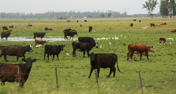 Cuatreros: productor ganadero denunció que en el último mes le faenaron tres vacunos