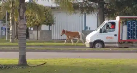 Más caballos sueltos