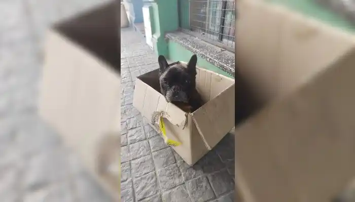 Perro encontrado afuera de un kiosco