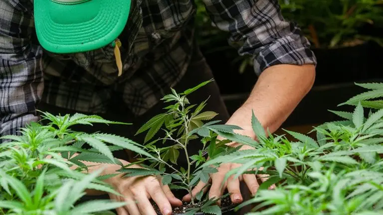 El Gobierno reglamentó la ley de cannabis: qué se podrá producir y cuánto THC está permitido