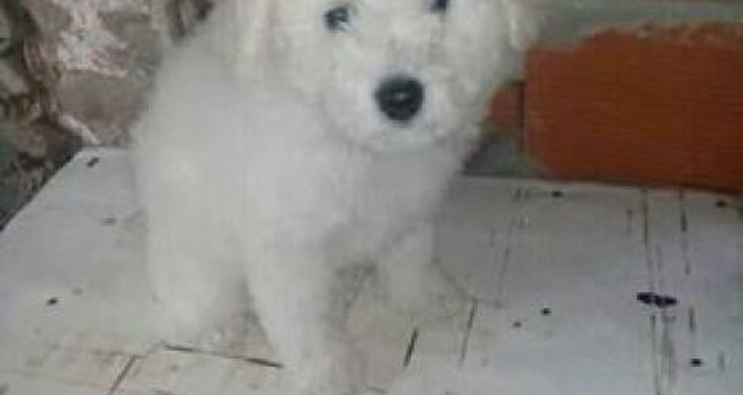 Perrito extraviado