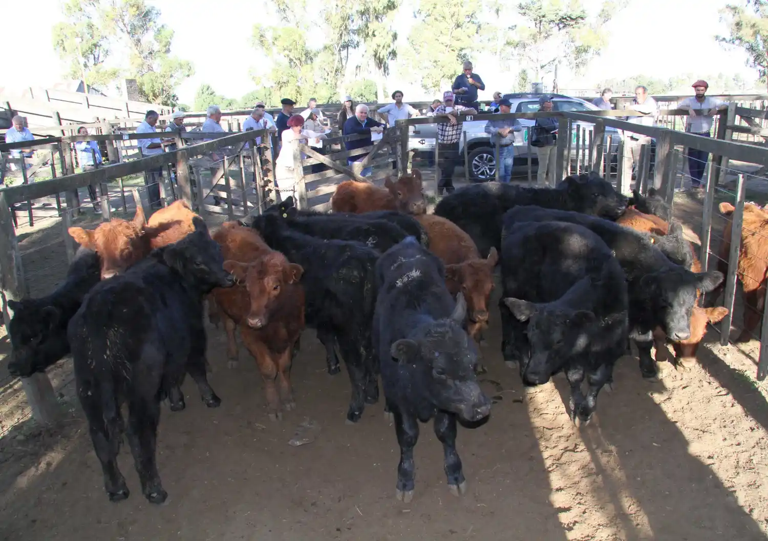 Los Arzoz adelantan para este jueves su venta en la feria
