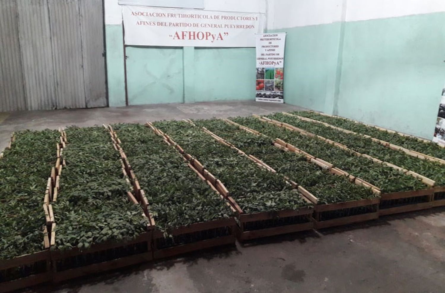 Tras las pérdidas, donan un novedoso injerto de tomate a productores