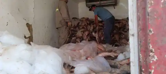 Hallaron y decomisaron casi 3.000 sábalos en un operativo de control y fiscalización