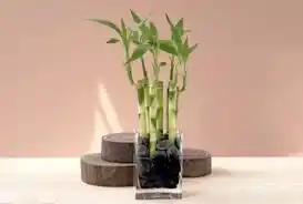 Otra planta para la buena suerte. 