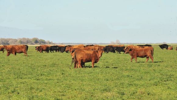 Ganadería en campos agrícolas: misión posible y rentable