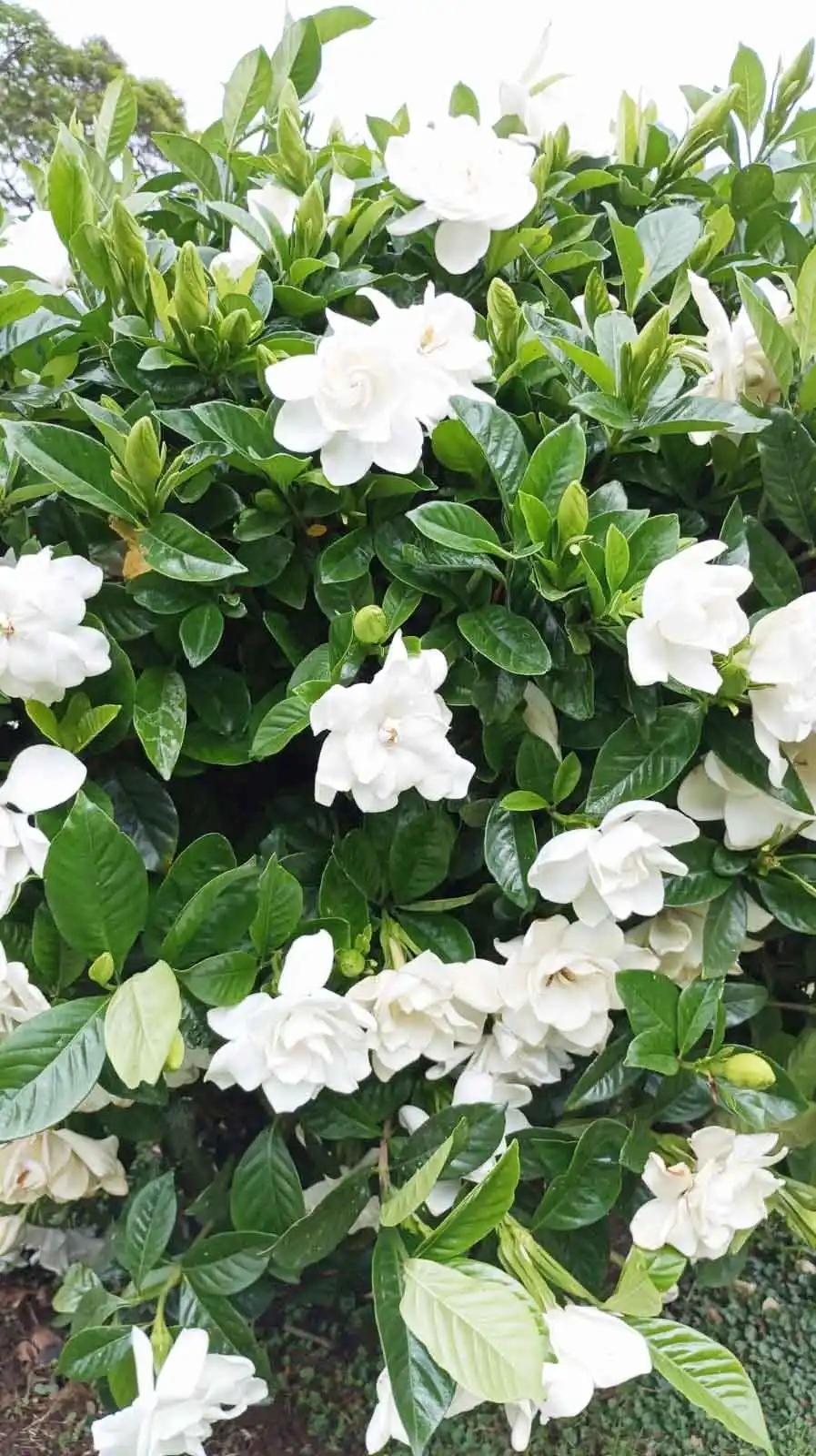 Jazmines en la Costanera