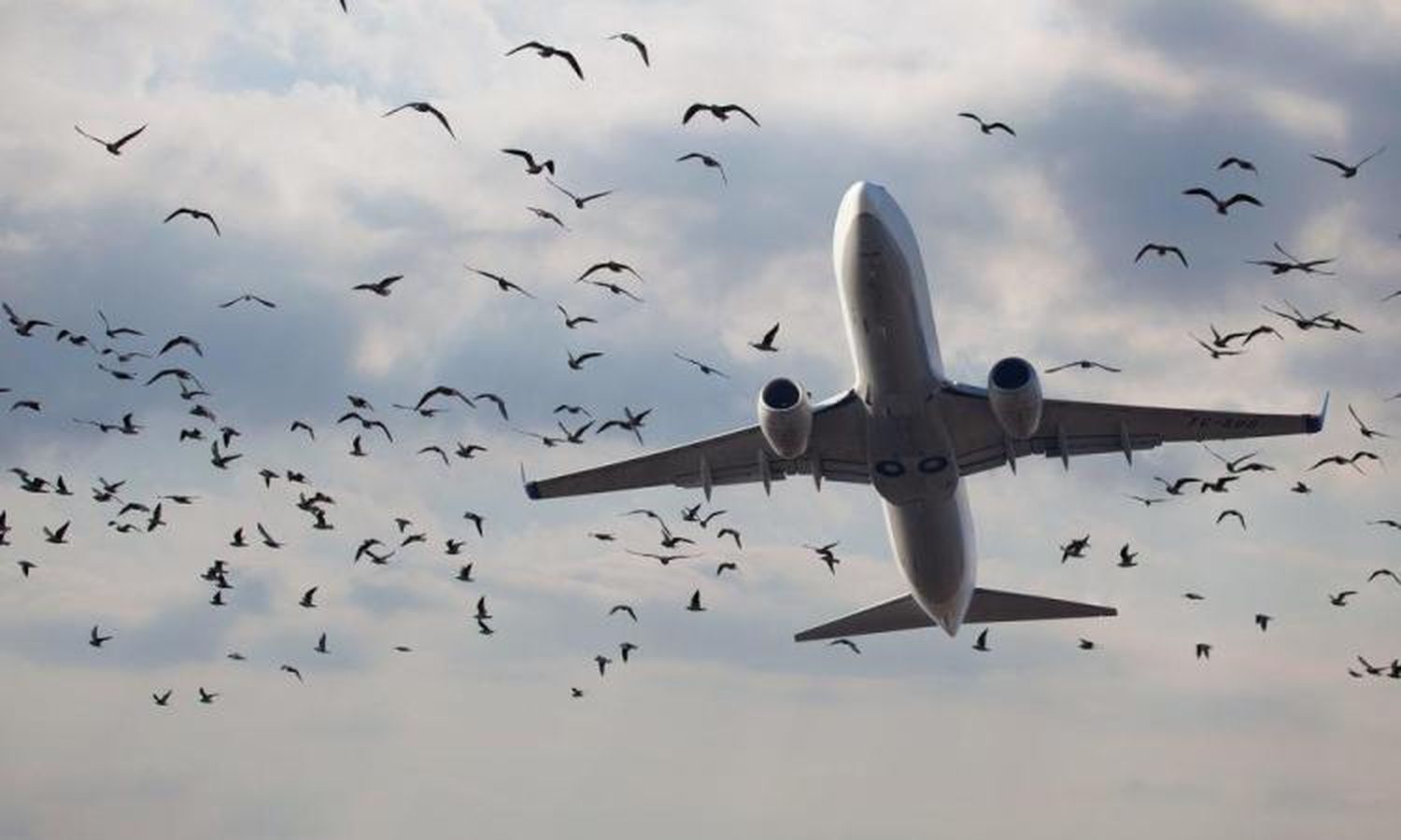 Manual del Pasajero, Capítulo 4: Bird Strike, O Me Pareció Ver Un Lindo Avioncito