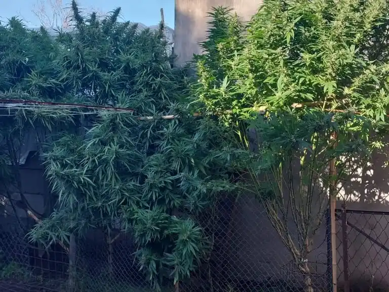 Durante el procedimiento se secuestraron plantas de marihuana, ramas en proceso de secado y semillas.