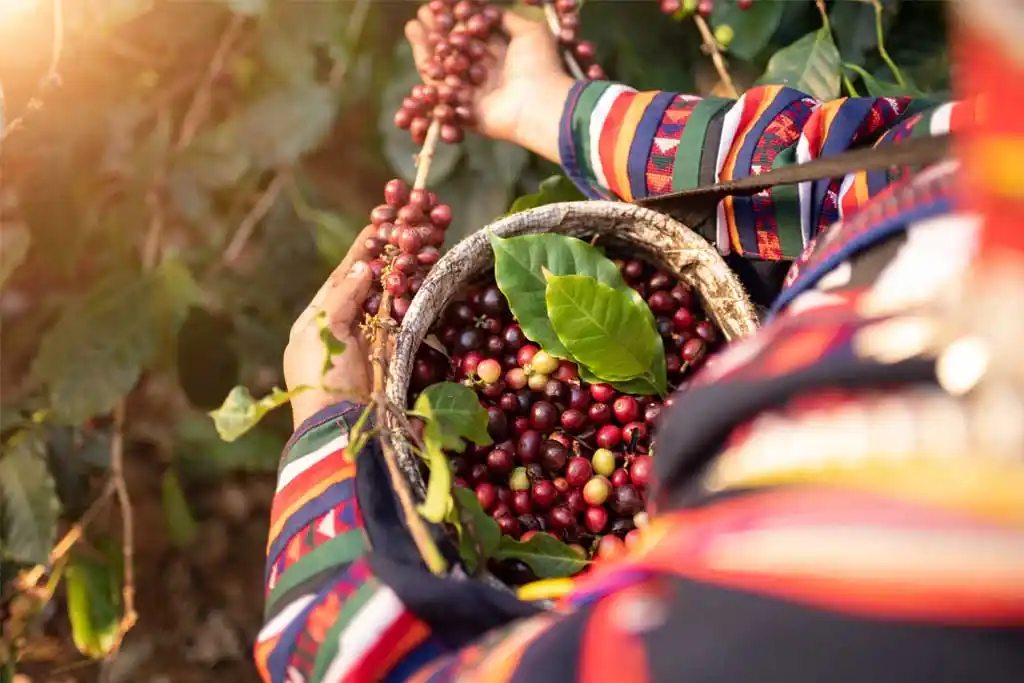 Café con aroma a Loren: los procesos que revelan el alma del café