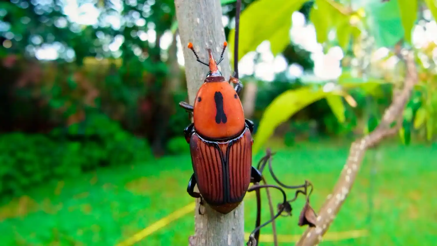 Qué es el picudo rojo, la nueva "amenaza" en Gualeguaychú