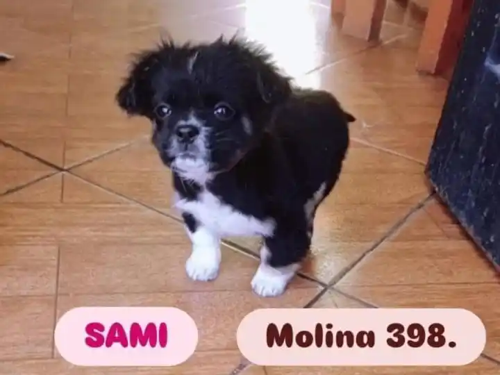 Solucionado: Dueños buscan a perrita de asistencia TEA