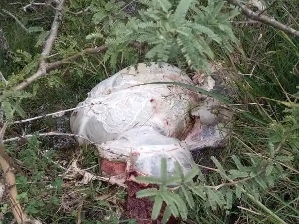 San Jaime de la Frontera: productora ganadera denunció otro ataque de cuatreros en su campo