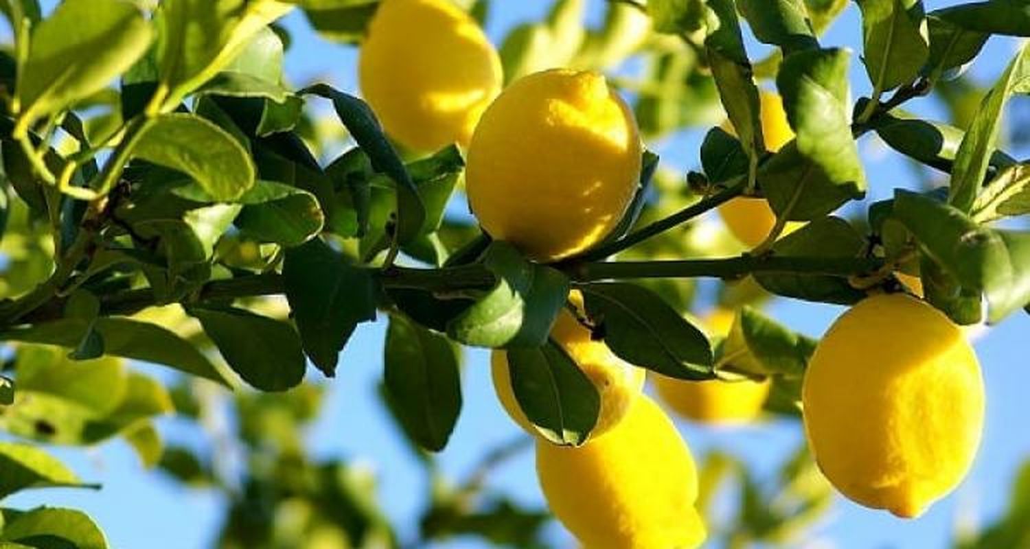 Historias de la huerta y del jardín