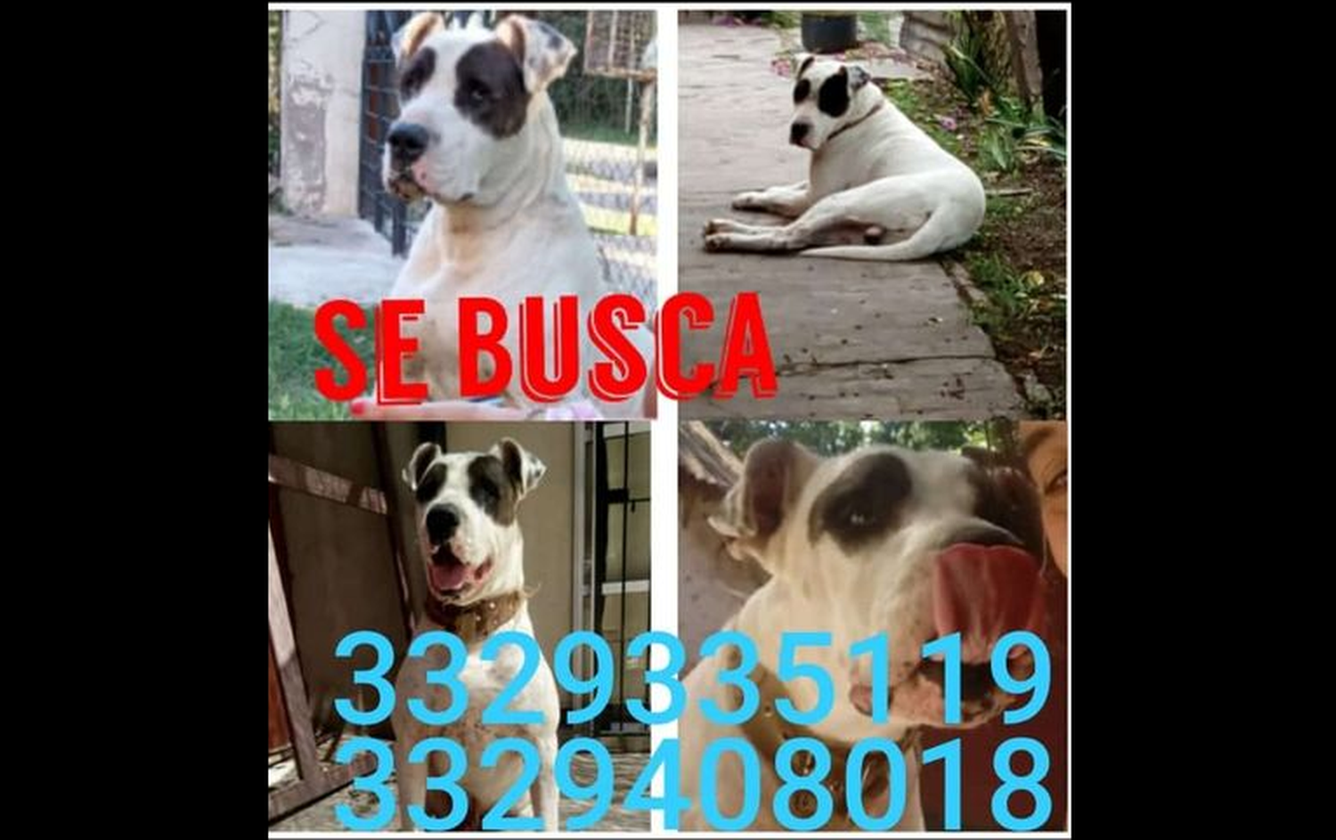 Lo buscan