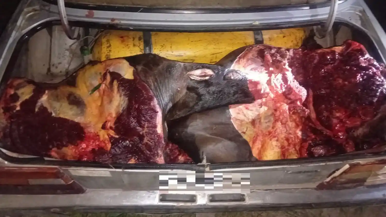 Pasajero un poco pecular: Aprehendieron a una mujer y secuestraron 400 kilos de carne equina - 2