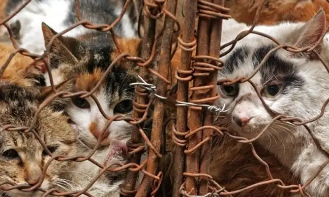 Rescataron a 500 gatos que iban a usar restaurantes en sus platos