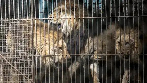 Luján: comenzó el rescate de más de 60 animales tras años de abandono