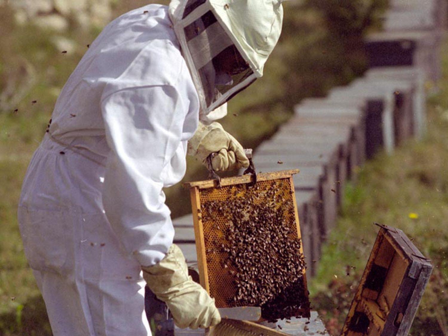 Entre Ríos se posiciona como segunda exportadora apícola 